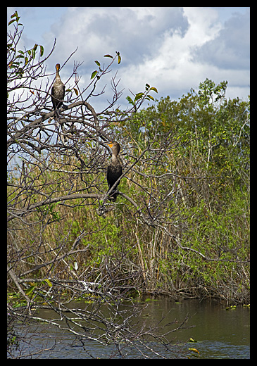 anhinga d'amerique