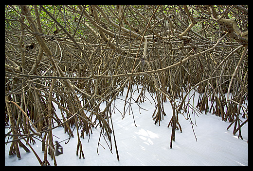 paletuvier Everglades